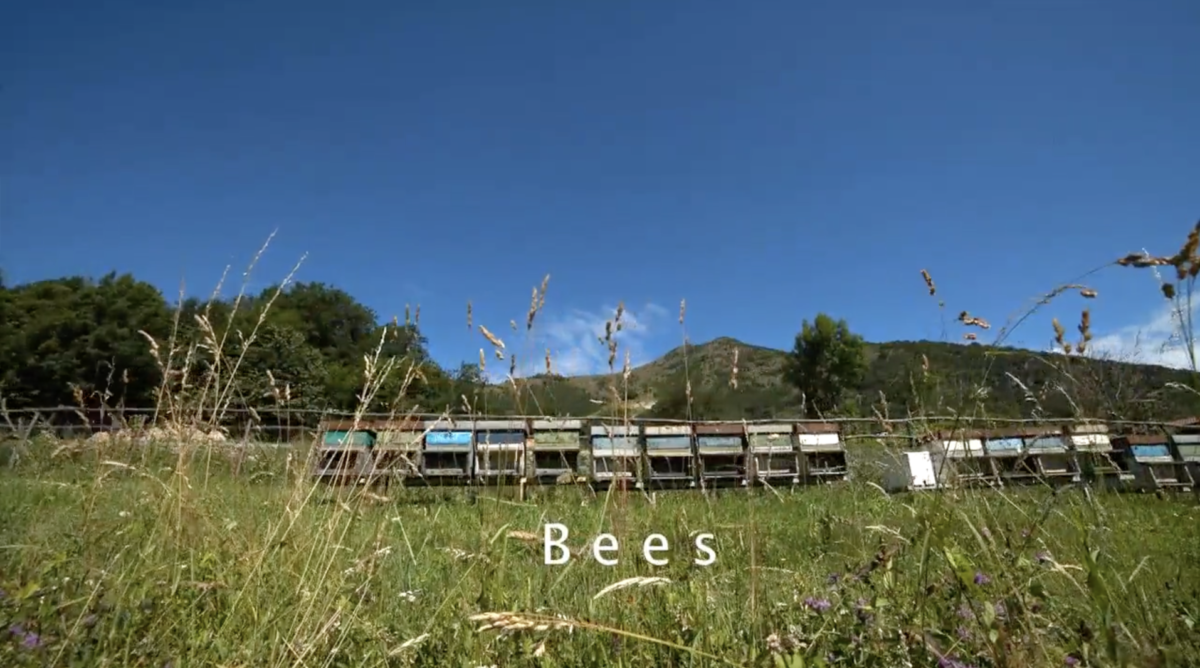 Bees Home